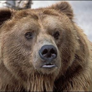 Meet your Posher, Santiago